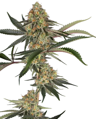 Super Lemon Cherry Feminized Seeds