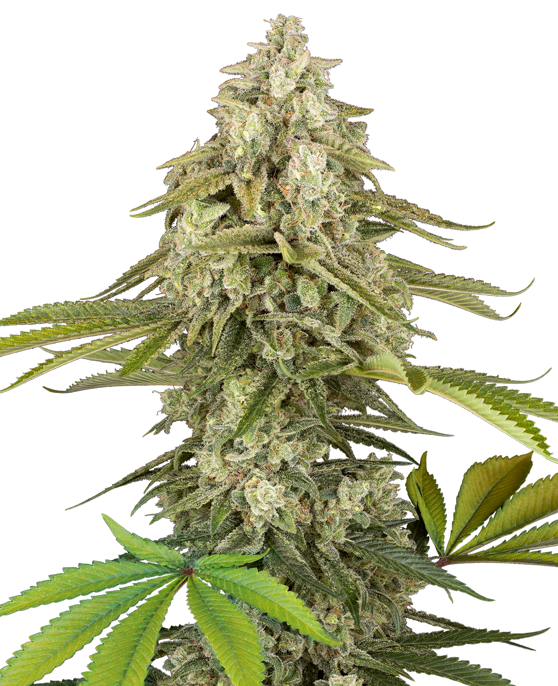 Tangie Jungle Juice Feminized Seeds-Sensi Seeds