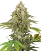 Tangie Jungle Juice Feminized Seeds