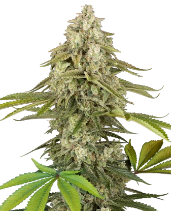 Tangie Jungle Juice Feminized Seeds