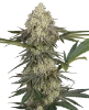 Triple Mints XXL Feminized Seeds