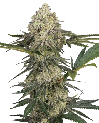 Triple Mints XXL Feminized Seeds