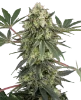 Acai Bacio Feminized Seeds