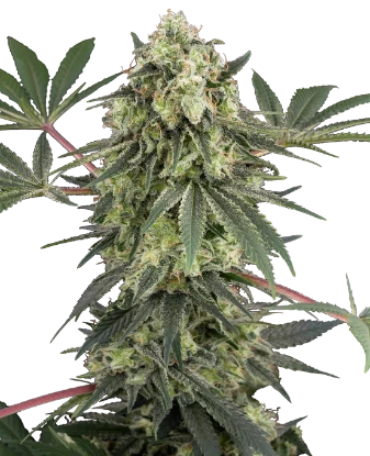 Acai Bacio Feminized Seeds