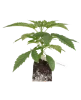 Sticky Berry Mints XXL Feminisierte Cannabispflanzen