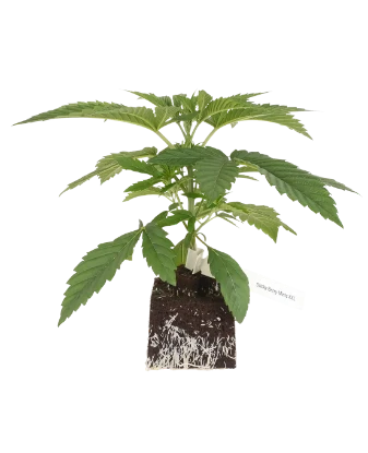 Sticky Berry Mints XXL Feminisierte Cannabispflanzen