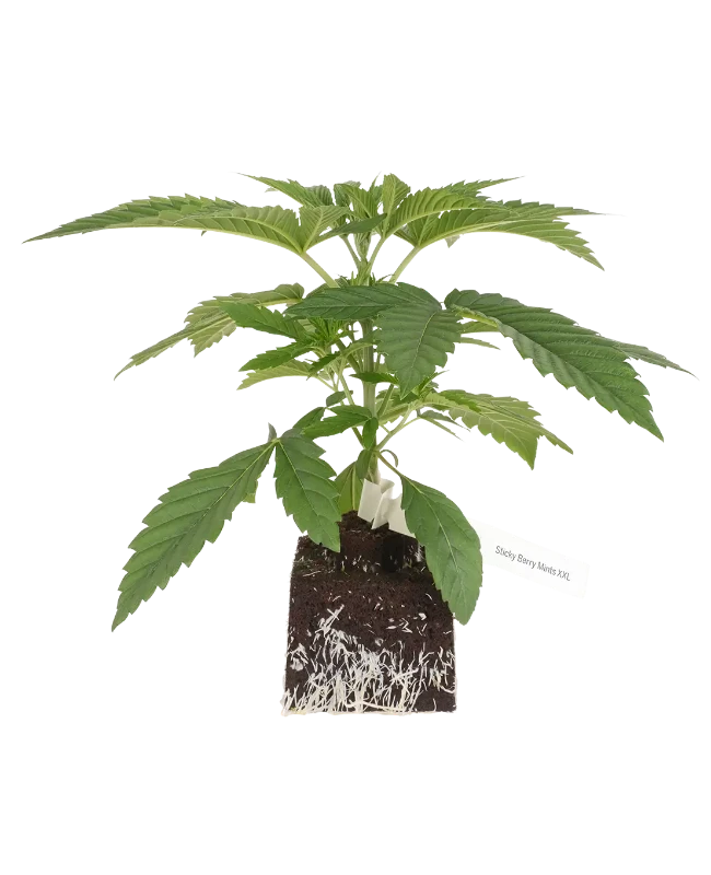 Sticky Berry Mints XXL Feminisierte Cannabispflanzen