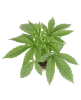 Sticky Berry Mints XXL Feminisierte Cannabispflanzen