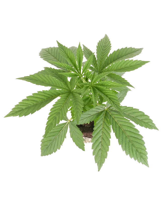 Sticky Berry Mints XXL Feminisierte Cannabispflanzen