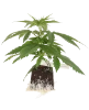 Super Lemon Cherry feminisierte Cannabispflanzen