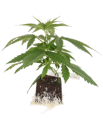 Super Lemon Cherry feminisierte Cannabispflanzen