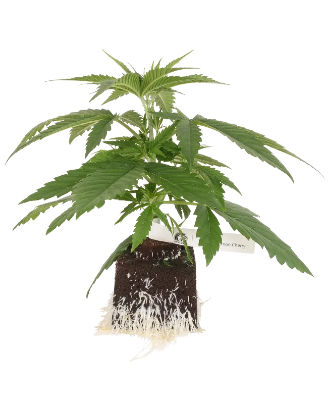 Super Lemon Cherry feminisierte Cannabispflanzen