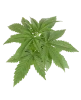 Super Lemon Cherry feminisierte Cannabispflanzen