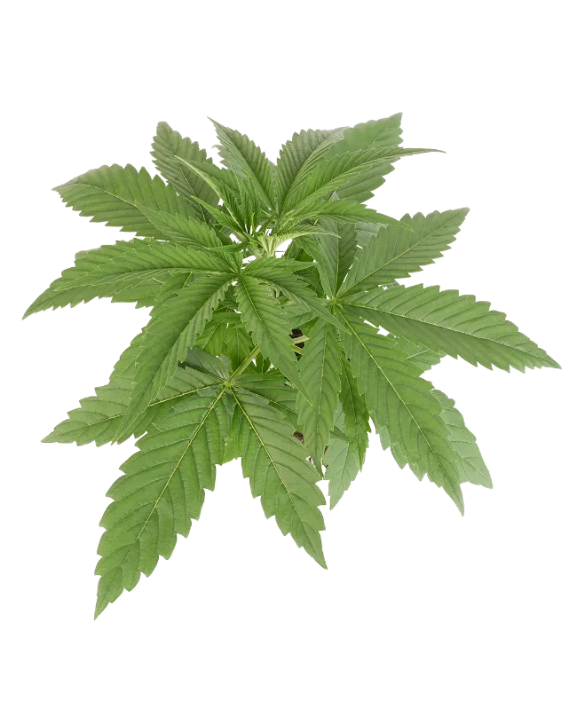 Super Lemon Cherry feminisierte Cannabispflanzen