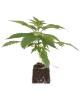 Triple Mints XXL feminisierte Cannabispflanzen