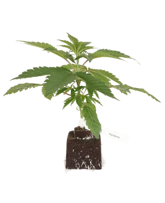 Triple Mints XXL feminisierte Cannabispflanzen