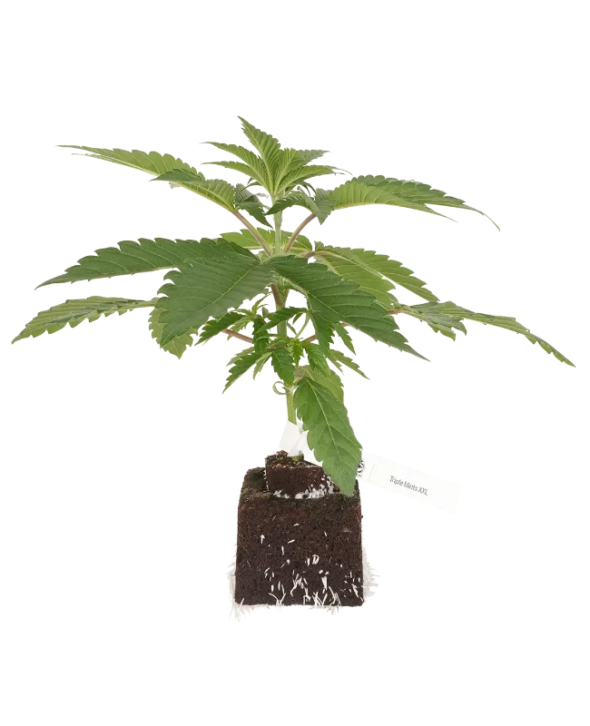 Triple Mints XXL feminisierte Cannabispflanzen