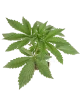 Triple Mints XXL feminisierte Cannabispflanzen