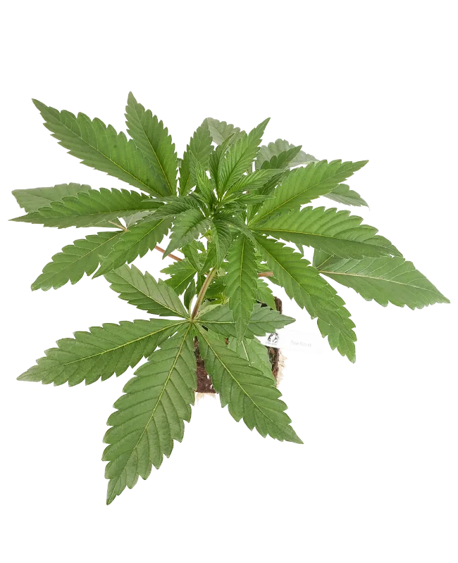 Triple Mints XXL feminisierte Cannabispflanzen