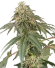 Papaya Roll Feminized Seeds