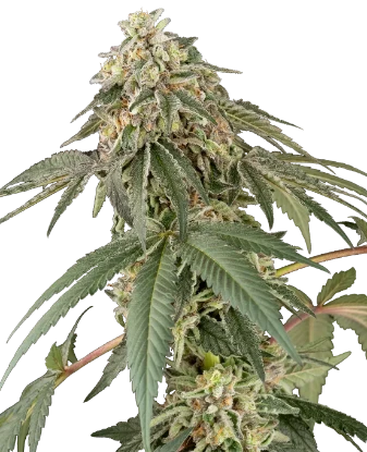Papaya Roll Feminized Seeds