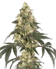 Boujee Berriez Feminized Seeds