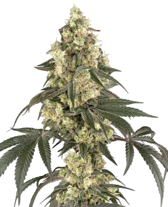 Boujee Berriez Feminized Seeds