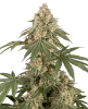 Dolce Peccato Feminized Seeds