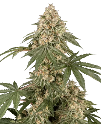 Dolce Peccato Feminized Seeds