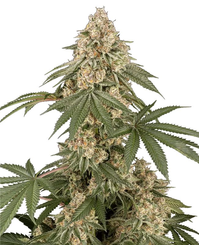 Dolce Peccato Feminized Seeds