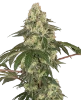 Dragon Milk Feminized Seeds