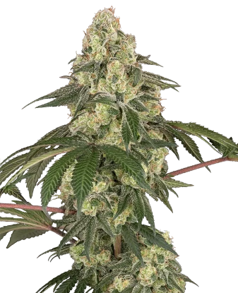Dragon Milk Feminized Seeds