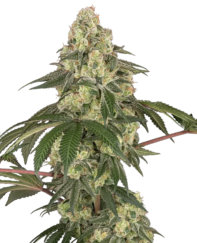 Dragon Milk Feminized Seeds