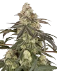 Muskato Feminized Seeds