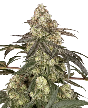 Muskato Feminized Seeds