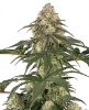 Neon Frost Feminized Seeds