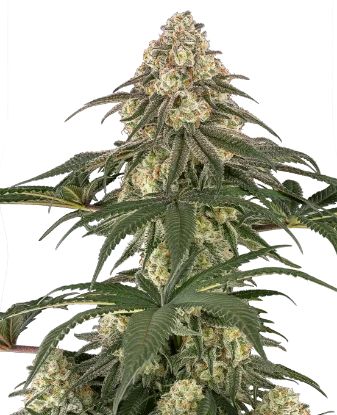Neon Frost Feminized Seeds