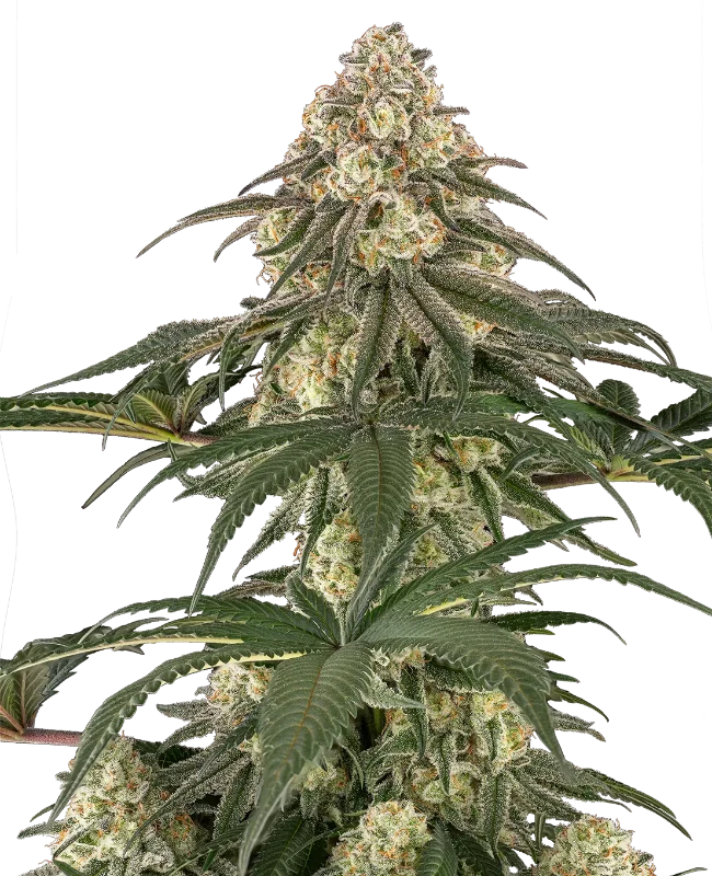 Neon Frost Feminized Seeds