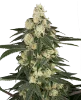 Vienna Cotta Feminized Seeds