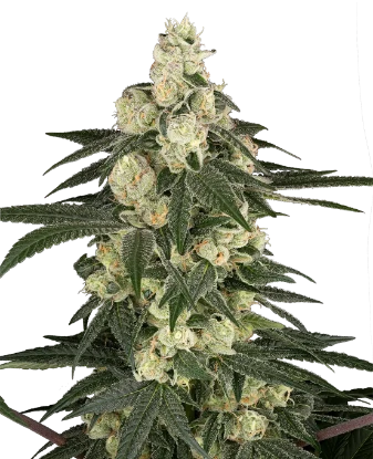 Vienna Cotta Feminized Seeds