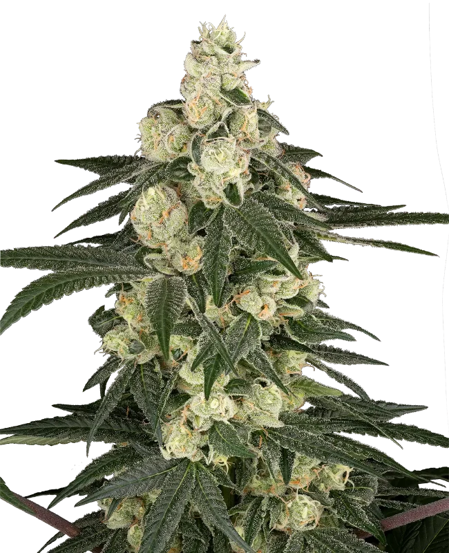 Vienna Cotta Feminized Seeds