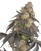 Blue Porcelain Feminized Seeds