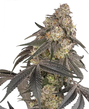 Blue Porcelain Feminized Seeds