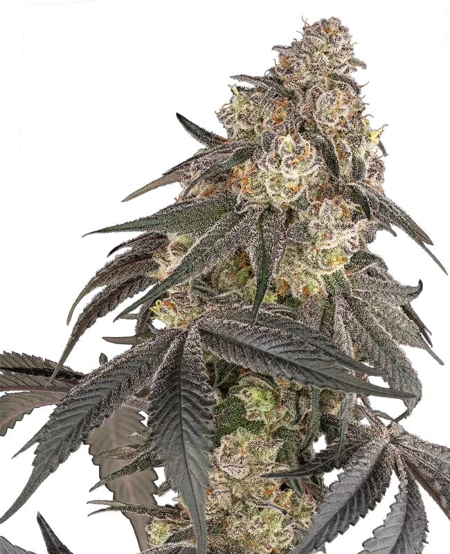 Blue Porcelain Feminized Seeds