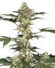 Lemon Pavlova Feminized Seeds
