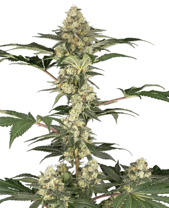 Lemon Pavlova Feminized Seeds