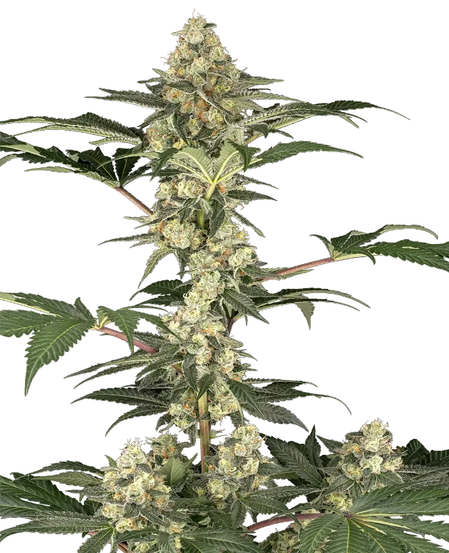 Lemon Pavlova Feminized Seeds