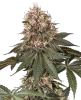 Tsarina Feminized Seeds