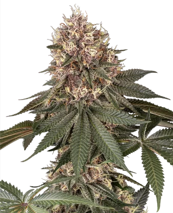 Tsarina Feminized Seeds
