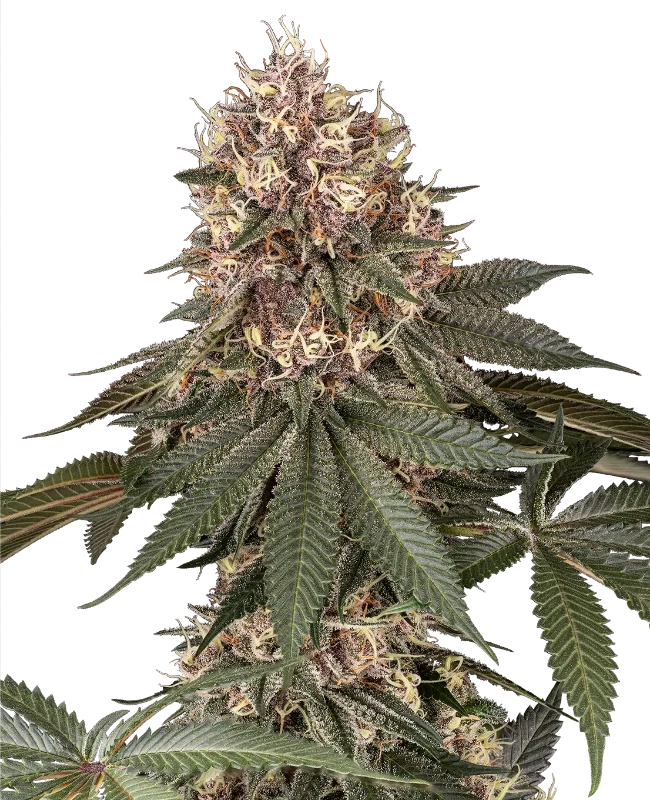 Tsarina Feminized Seeds